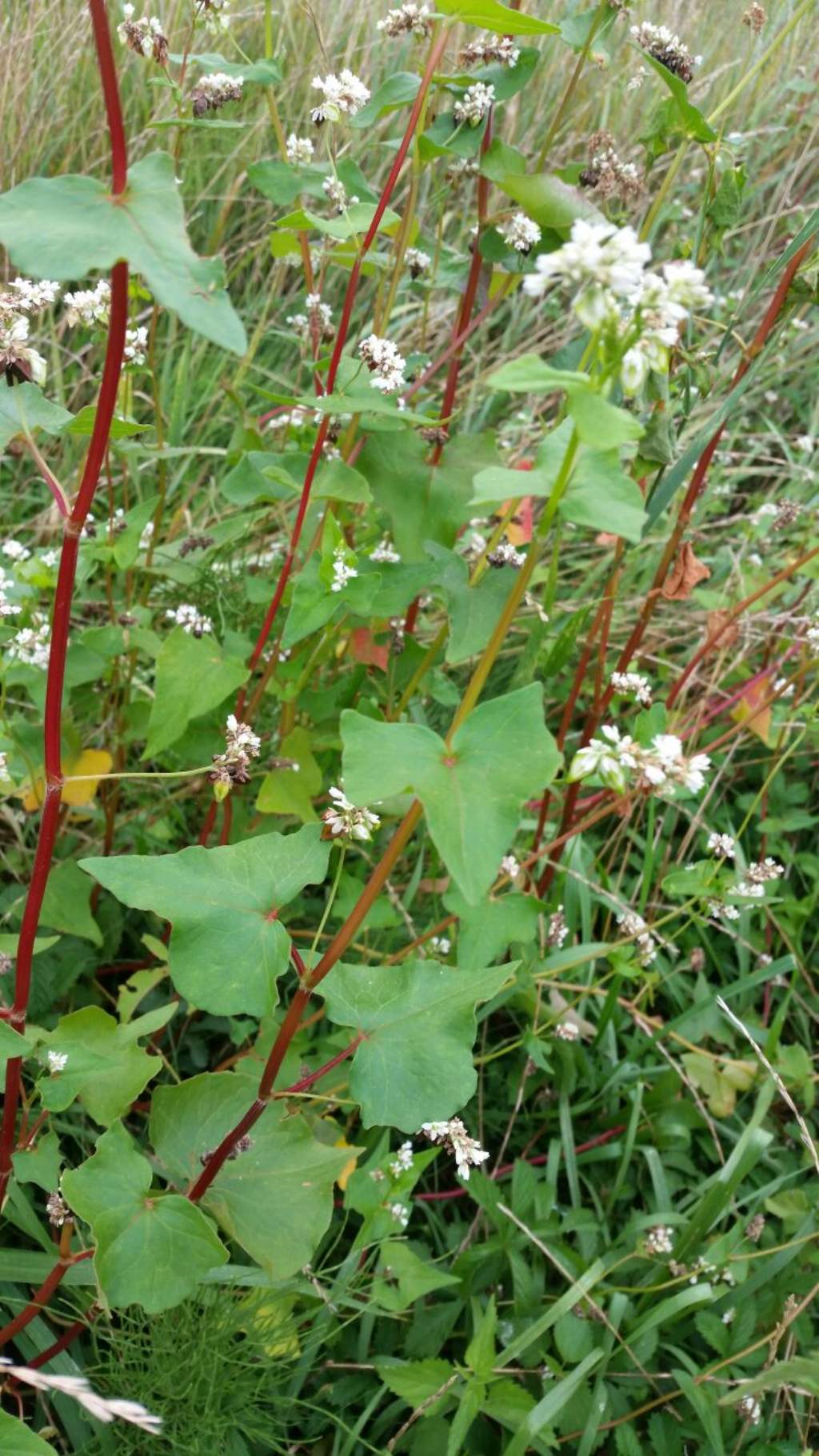 Da identificare - Fagopyrum esculentum